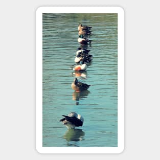 Ducks in a row Magnet